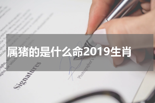 属猪的是什么命2019生肖