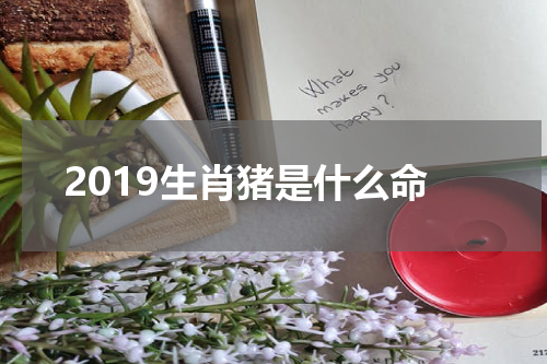 2019生肖猪是什么命