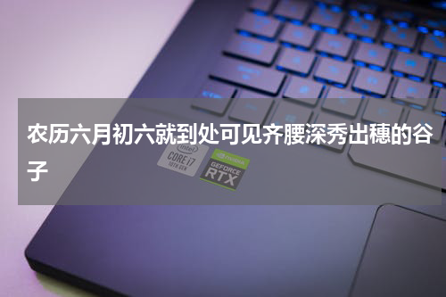 农历六月初六就到处可见齐腰深秀出穗的谷子