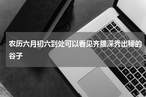 农历六月初六到处可以看见齐腰深秀出穗的谷子