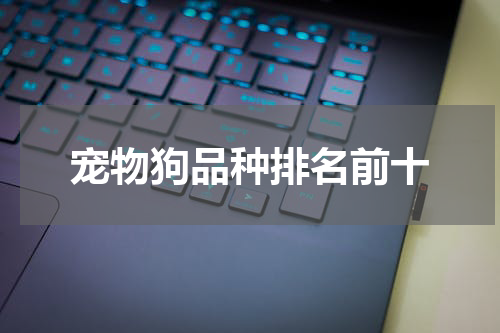 宠物狗品种排名前十