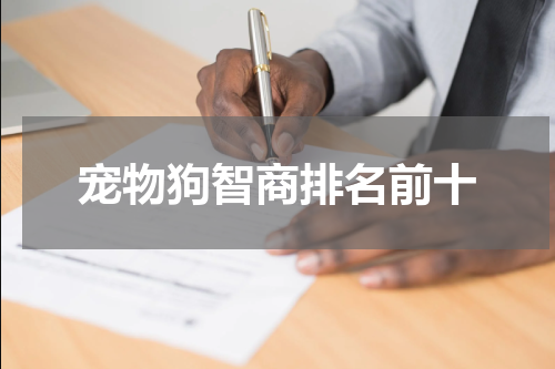 宠物狗智商排名前十