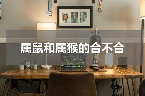 属鼠和属猴的合不合